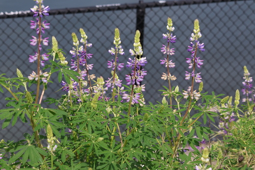 Lupinus rivularis, photograph 5