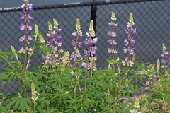 Lupinus rivularis, photograph (c) Millie Basden, some rights reserved (CC BY)