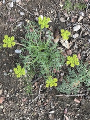 Lomatium macrocarpum