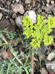 Lomatium macrocarpum
