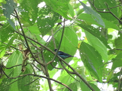 Tangara labradorides