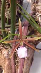 Encyclia bractescens