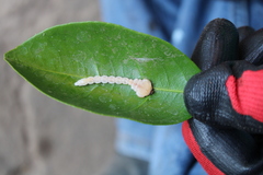 Buprestinae