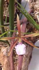 Encyclia bractescens