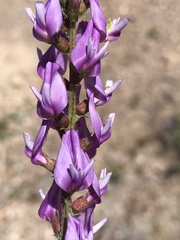 Astragalus lentiginosus variabilis