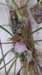 Encyclia bractescens