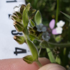 Plagiobothrys canescens