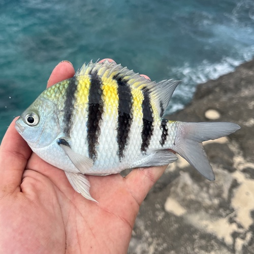 Abudefduf saxatilis