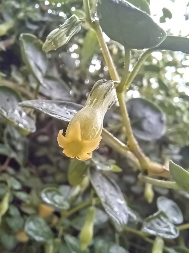 Salpichroa tristis