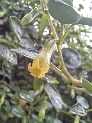 Salpichroa tristis, photograph author not stated, no rights reserved