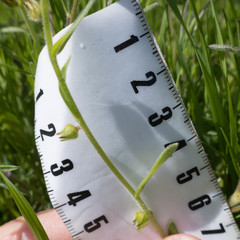 Plagiobothrys canescens