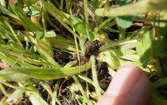 Plagiobothrys canescens