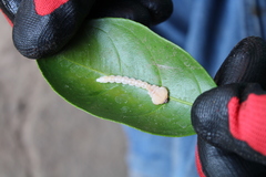 Buprestinae