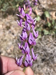 Astragalus lentiginosus variabilis