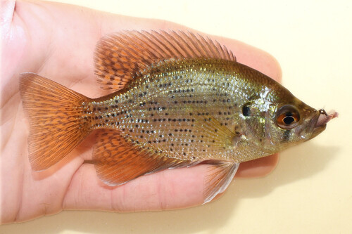 Flier (Centrarchus macropterus) — Centrarchidae — 3