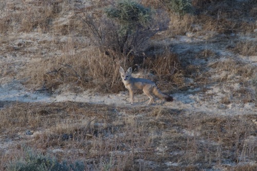 San Joaquin Kit Fox observed by lpkreemer