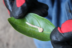 Buprestinae