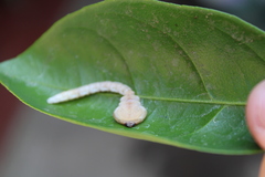 Buprestinae