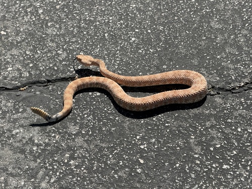 iNaturalist observation photo of Southwestern Speckled Rattlesnake