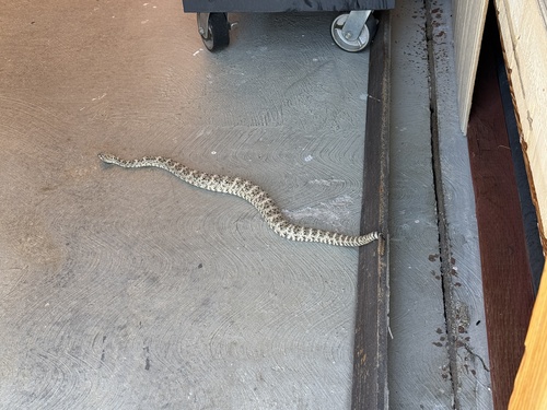 iNaturalist observation photo of Southwestern Speckled Rattlesnake