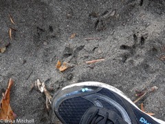 Didelphis marsupialis