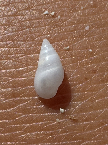 Zebina tridentata observed 2026-05-03