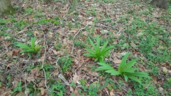 Hymenocallis occidentalis