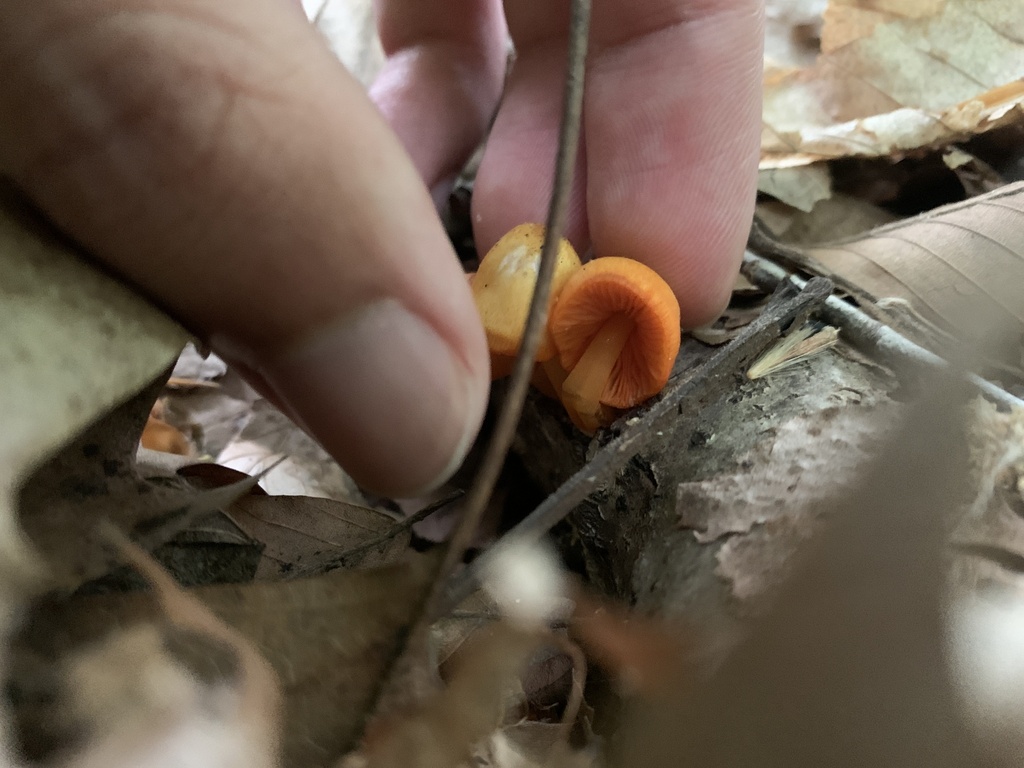Mycena leana · May 2026 · photo: © sbrobeson (iNaturalist, cc-by)