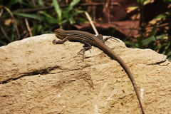Cnemidophorus gaigei