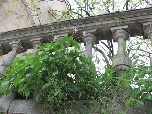 Impatiens balfourii
