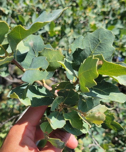 iNaturalist observation photo of Alvord Oak