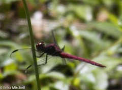 Orthemis macrostigma