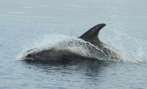 White-beaked Dolphin