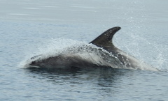 Lagenorhynchus albirostris