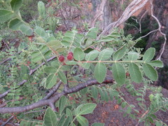 Bursera submoniliformis