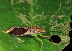Melucha lineatella