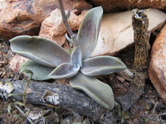 Thompsonella minutiflora