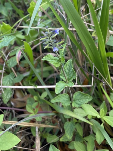 Salvia occidentalis observed 2026-04-25