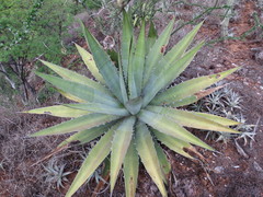 Agave quiotepecensis