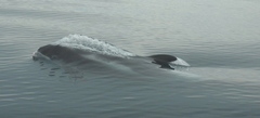 Lagenorhynchus albirostris