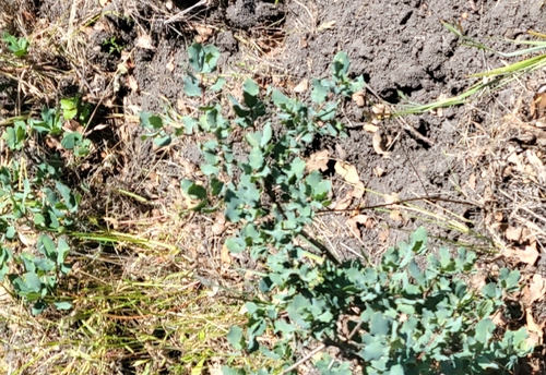 iNaturalist observation photo of Alvord Oak