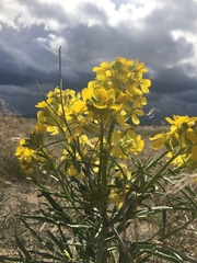 Erysimum asperum