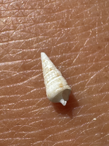 Cerithium interstriatum observed 2026-05-03