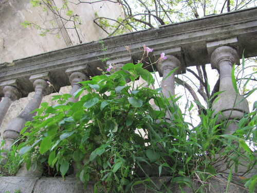 Impatiens balfourii