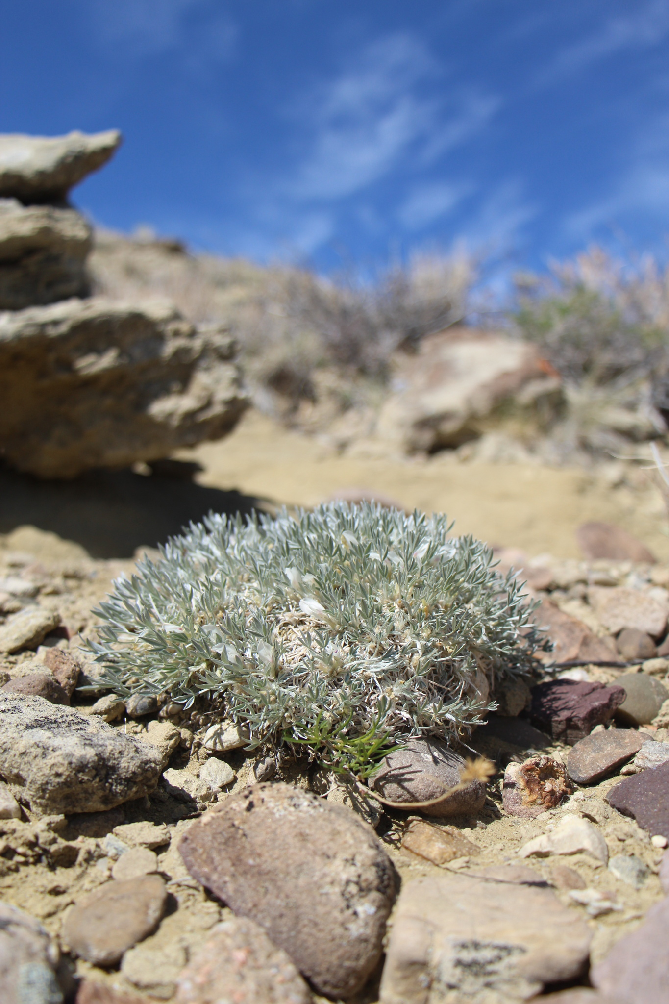 Astragalus gilviflorus var. gilviflorus