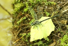 Stenogomphurus rogersi