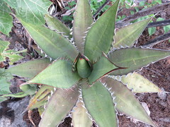 Agave quiotepecensis