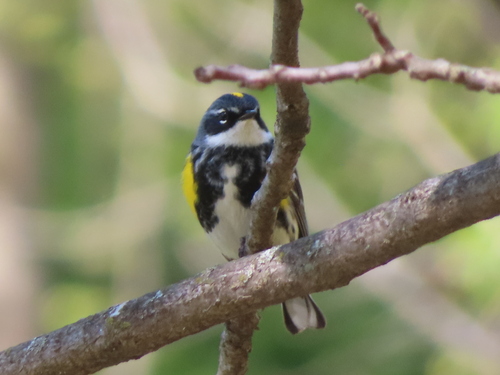 Myrtle Warbler photographed in Pennsylvania