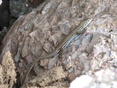 Aspidoscelis mexicanus