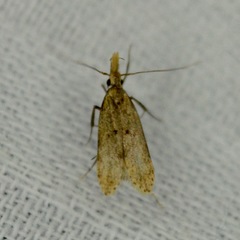 Dichomeris punctipennella